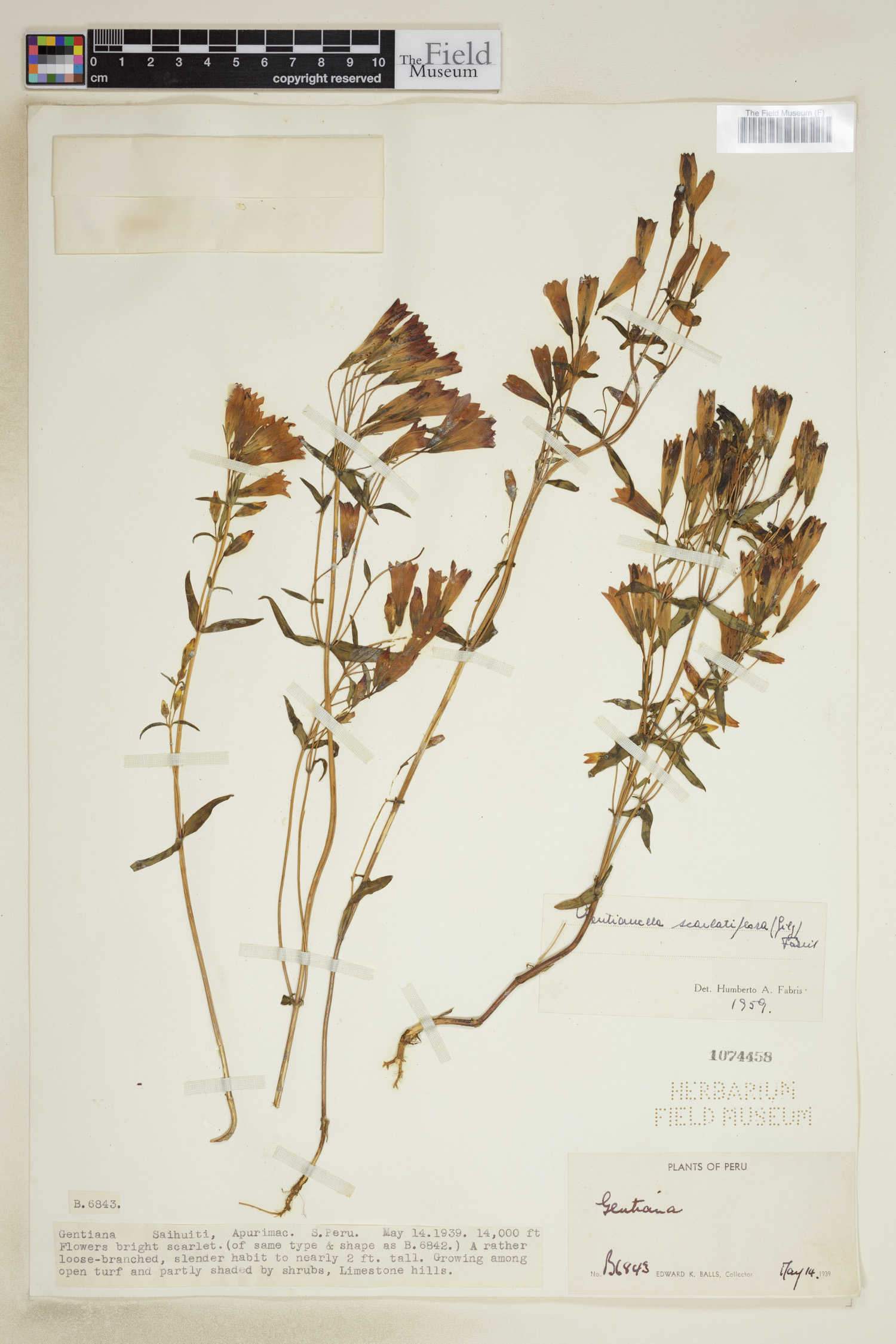 Gentianella scarlatiflora image