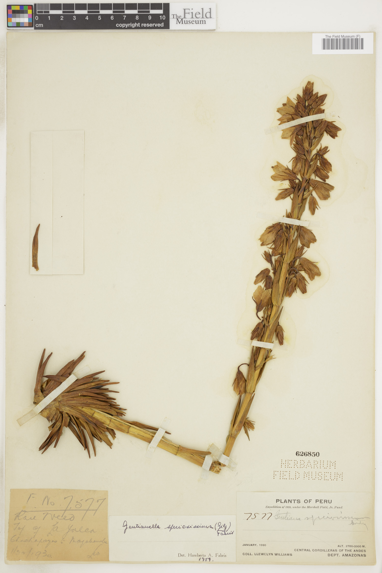 Gentianella speciosissima image