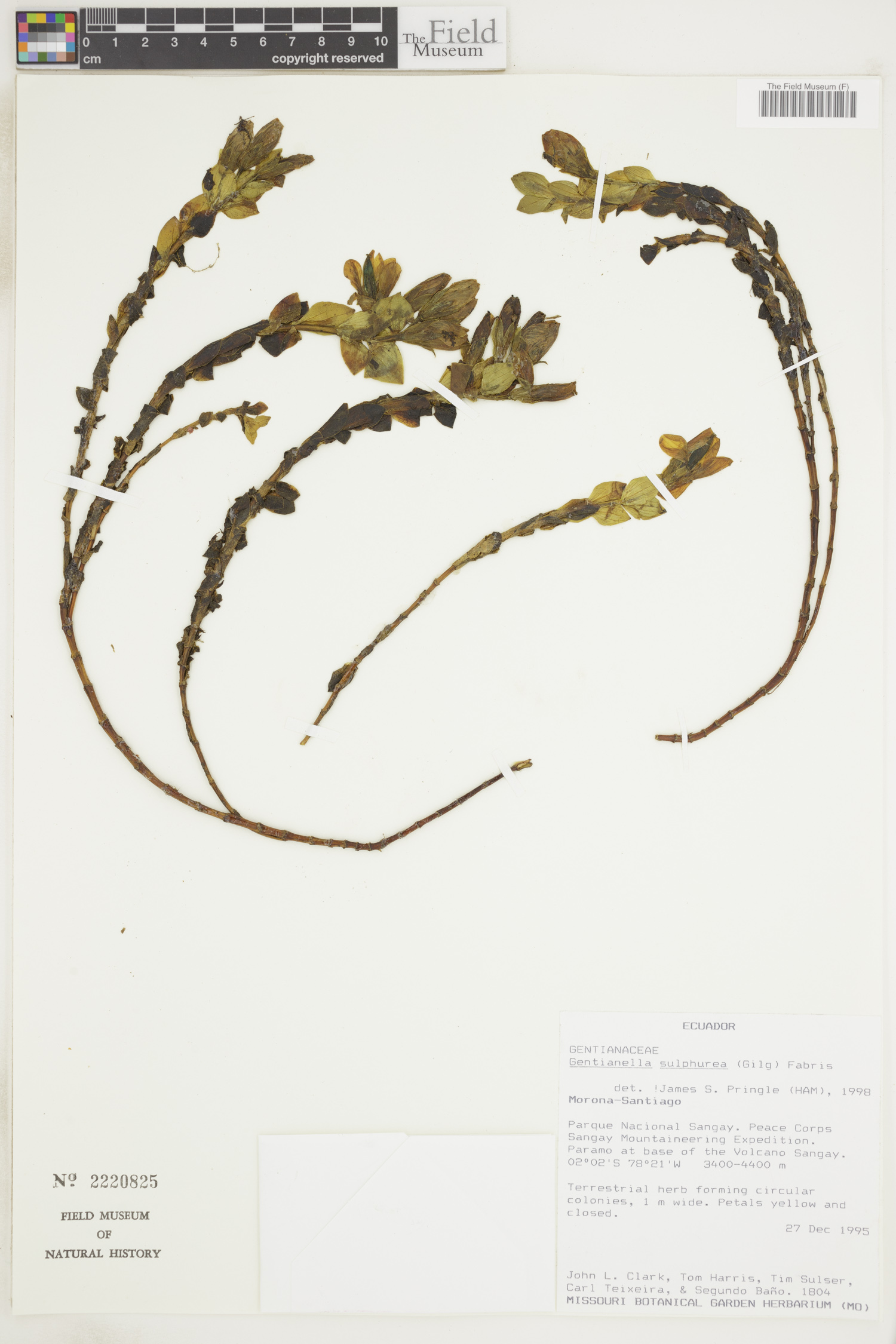 Gentianella sulphurea image