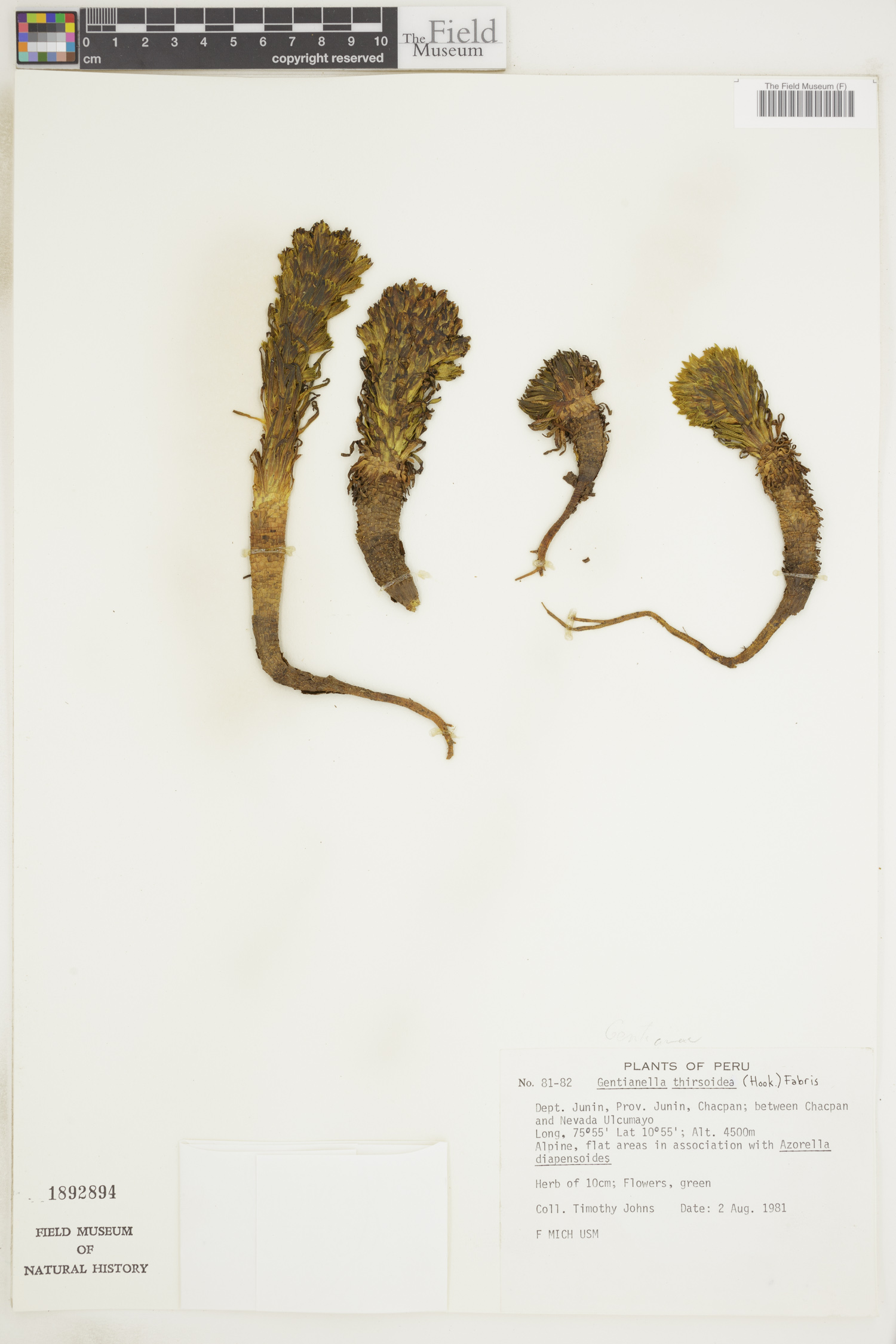 Gentianella thyrsoidea image