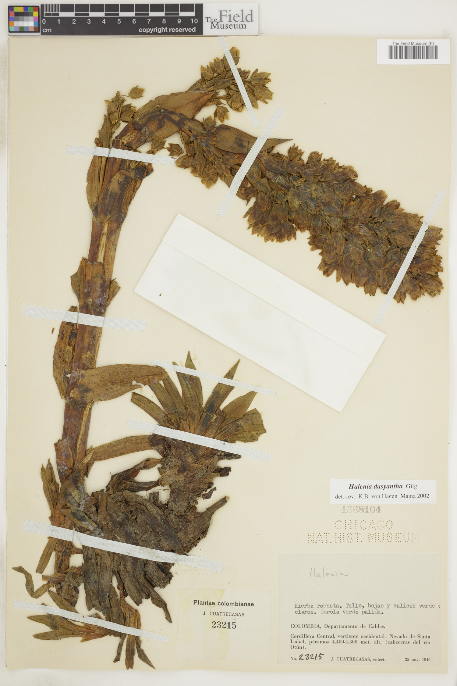Halenia elata image