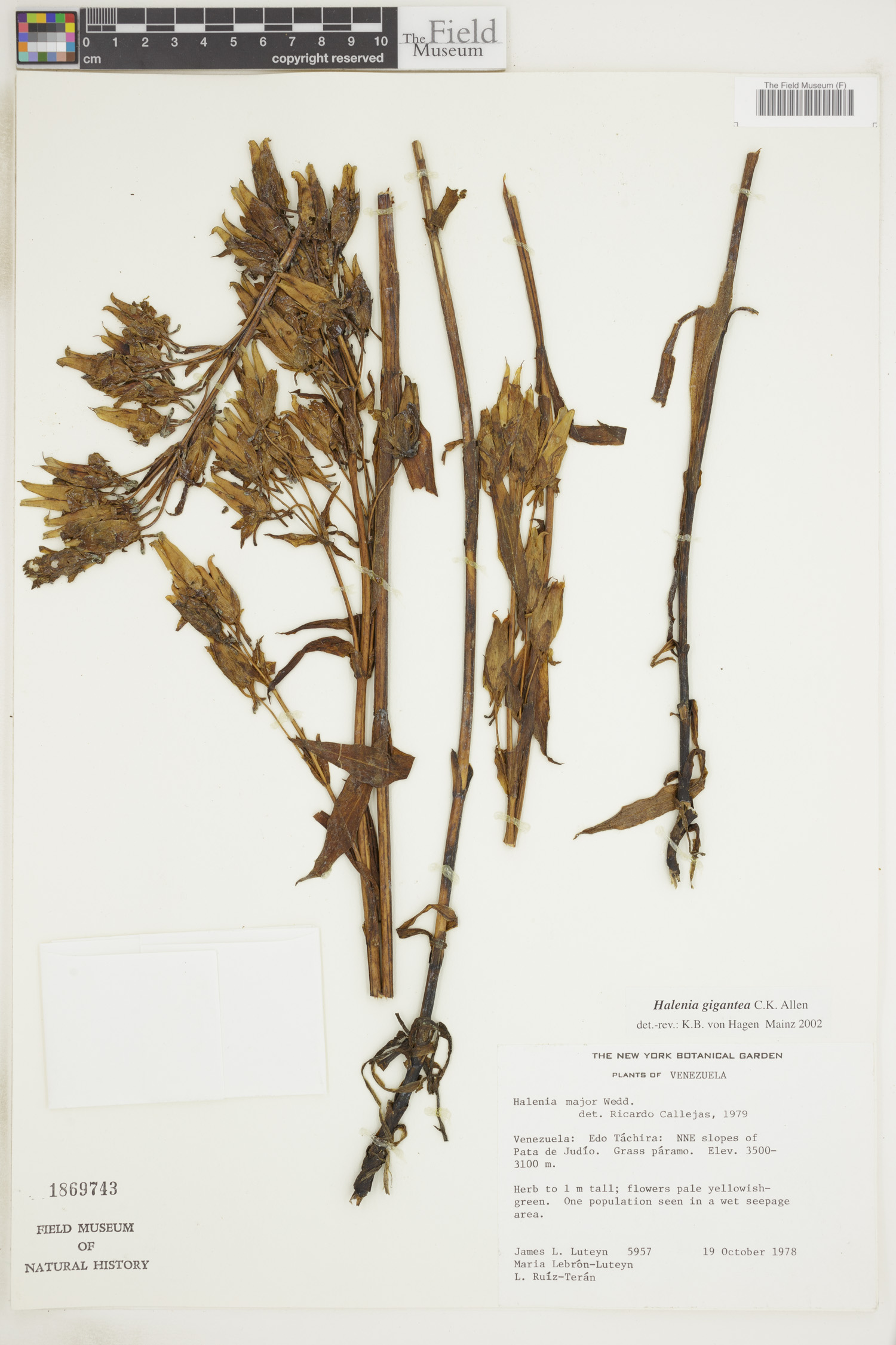Halenia gigantea image