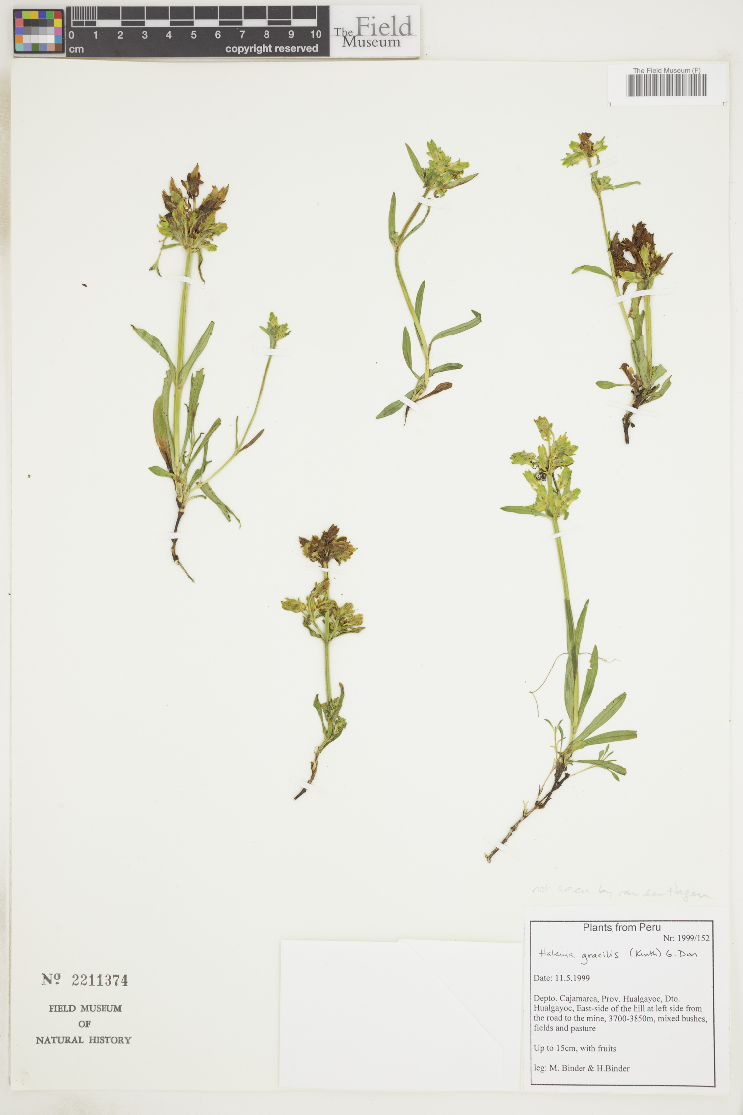 Halenia gracilis image