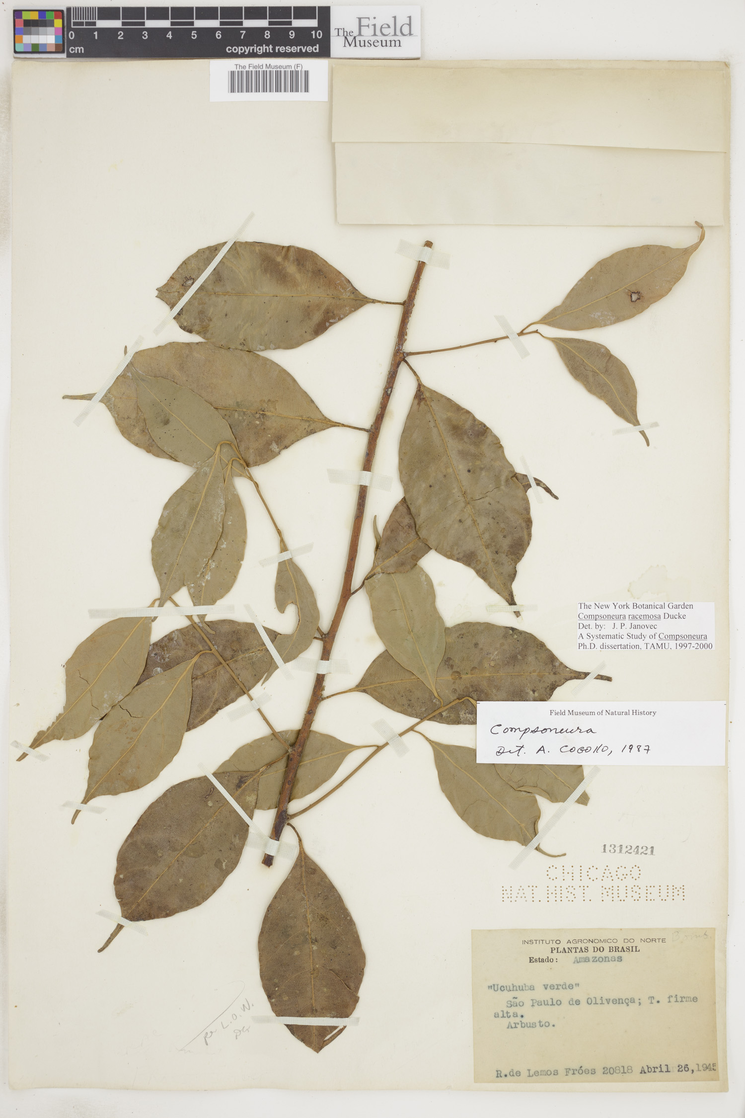 Compsoneura racemosa image