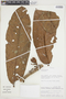 Iryanthera crassifolia image