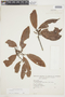 Iryanthera elliptica image