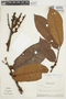 Iryanthera hostmannii image