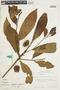 Iryanthera juruensis image
