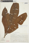 Iryanthera lancifolia image