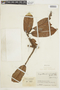 Iryanthera macrophylla image