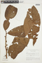 Iryanthera macrophylla image