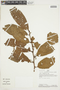 Iryanthera olacoides image