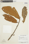 Iryanthera paraensis image