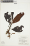 Iryanthera longiflora image