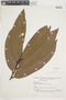 Iryanthera coriacea image