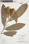 Iryanthera coriacea image