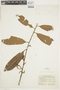 Iryanthera sagotiana image