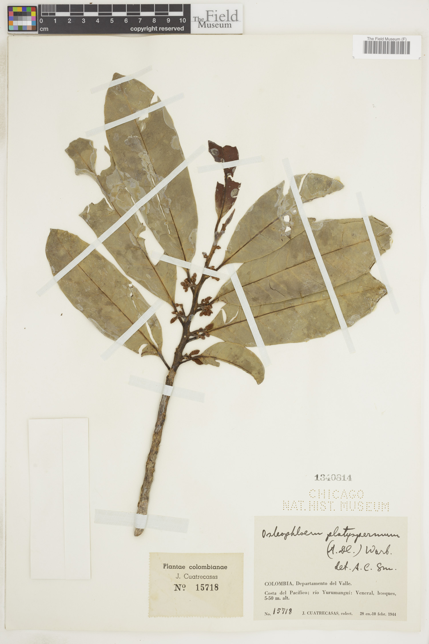 Osteophloeum platyspermum image