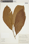 Otoba gordoniifolia image