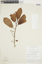 Otoba parvifolia image