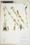 Halenia viridis image