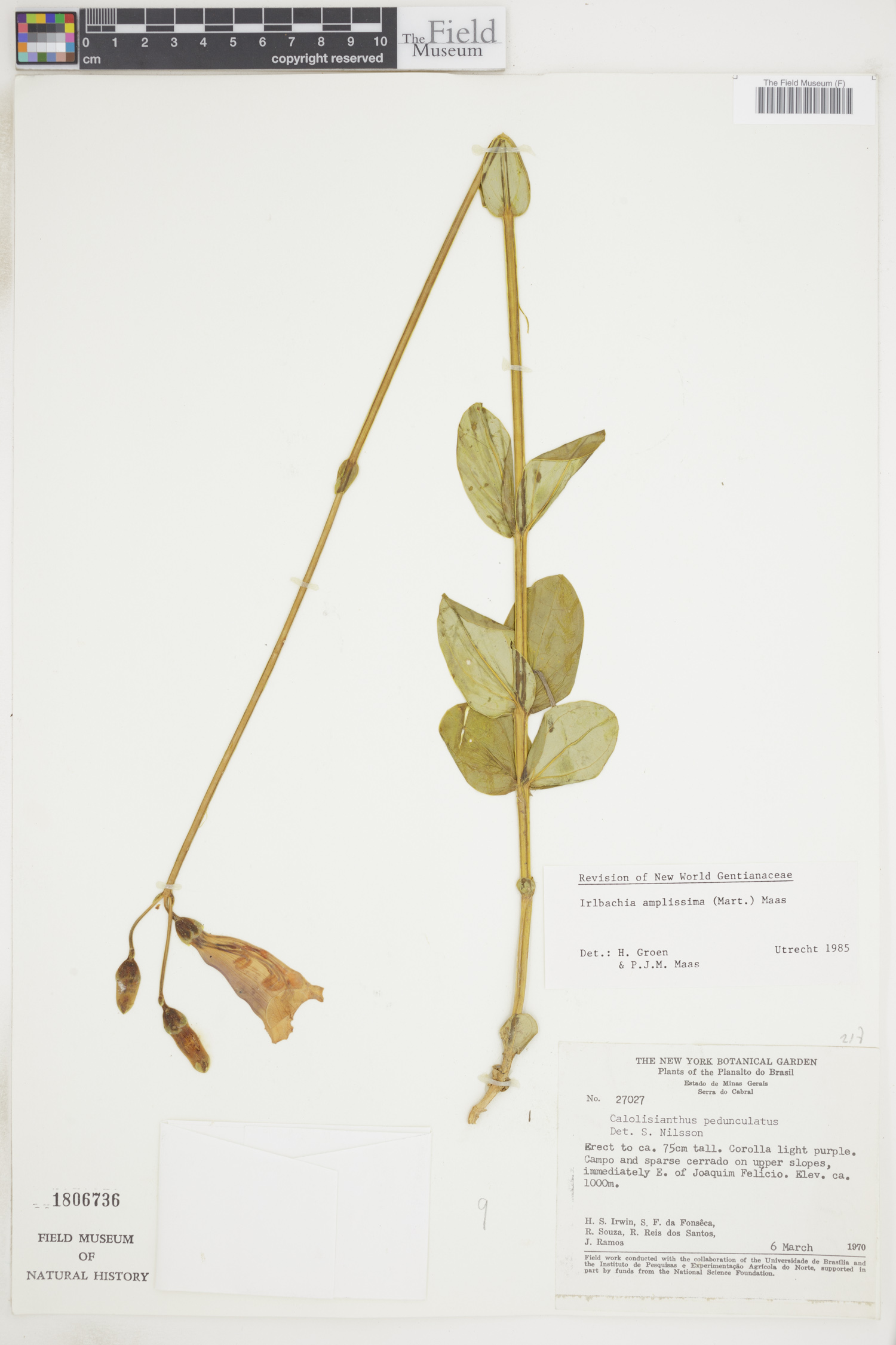 Calolisianthus amplissimus image