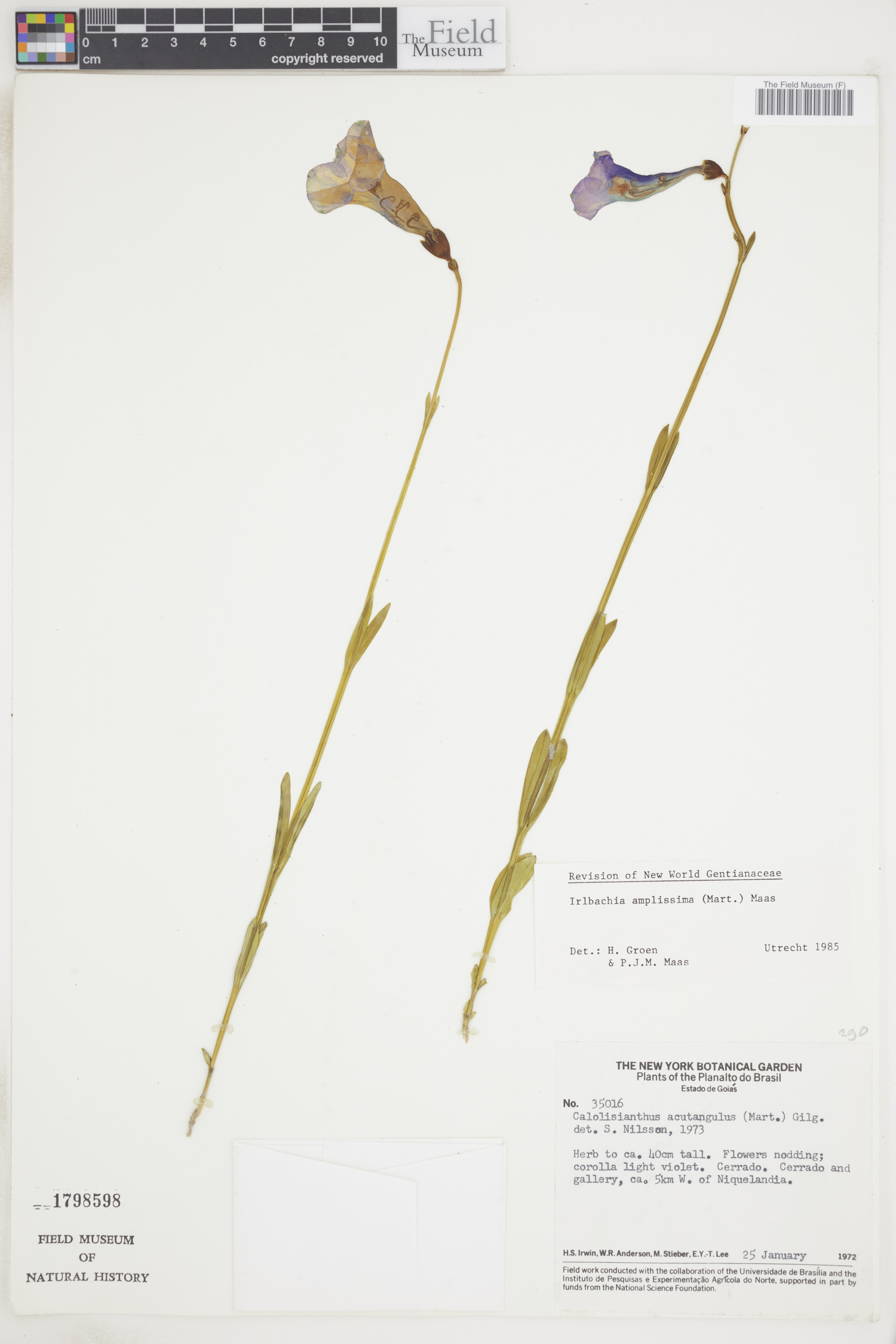 Calolisianthus amplissimus image