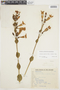Calolisianthus speciosus image
