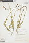 Calolisianthus pedunculatus image