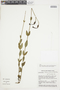 Calolisianthus pulcherrimus image
