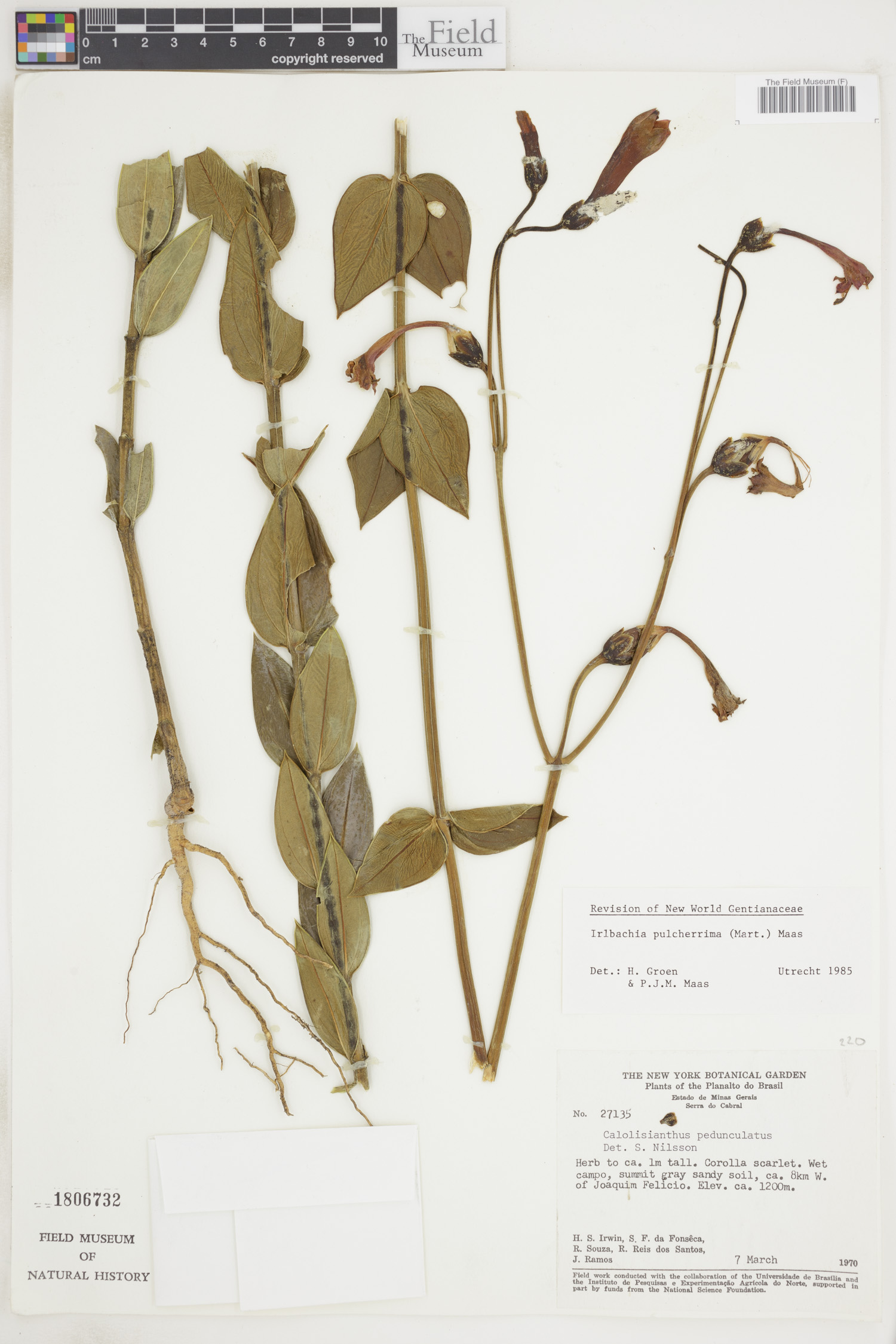 Calolisianthus pulcherrimus image