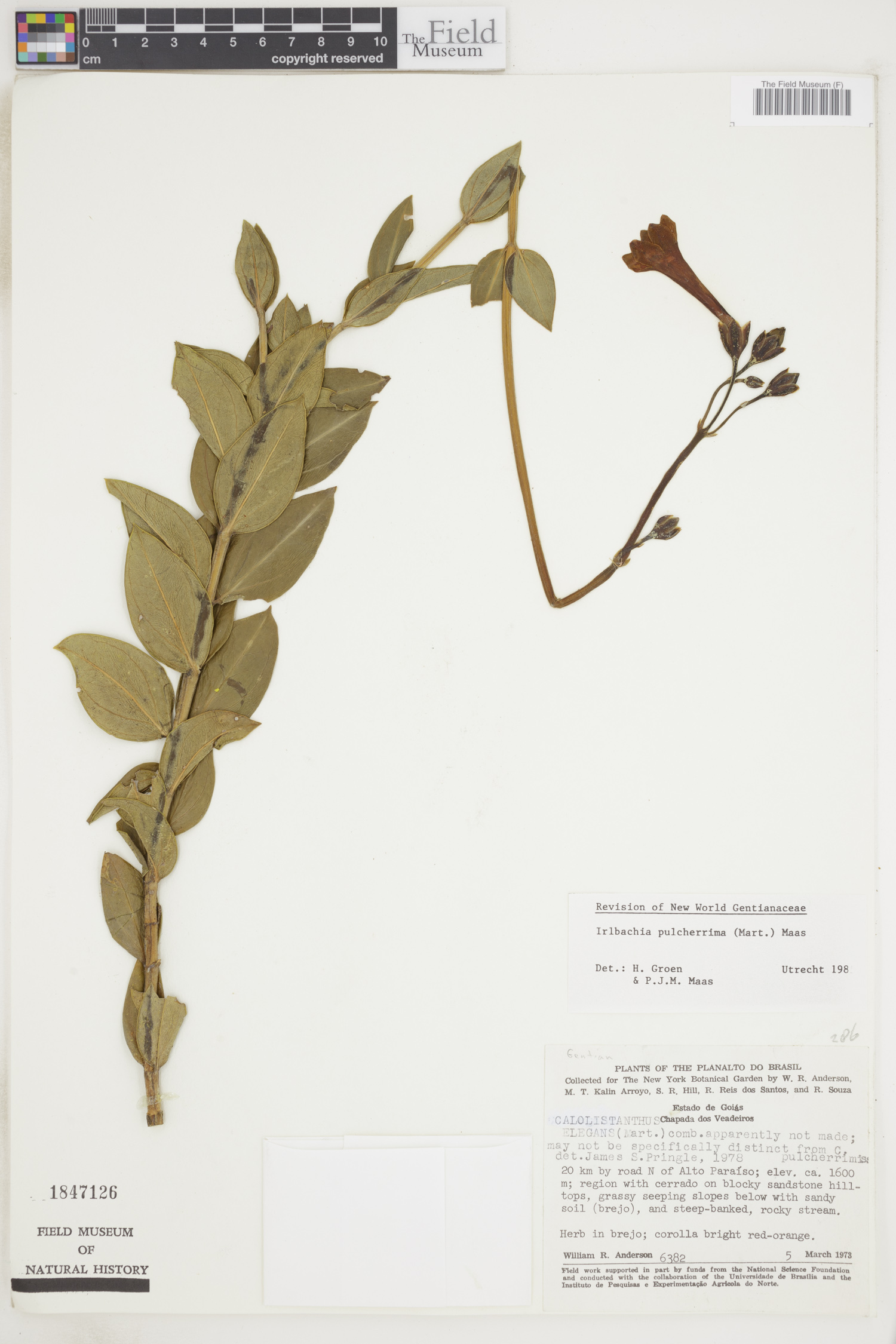 Calolisianthus pulcherrimus image