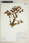 Macrocarpaea obtusifolia image