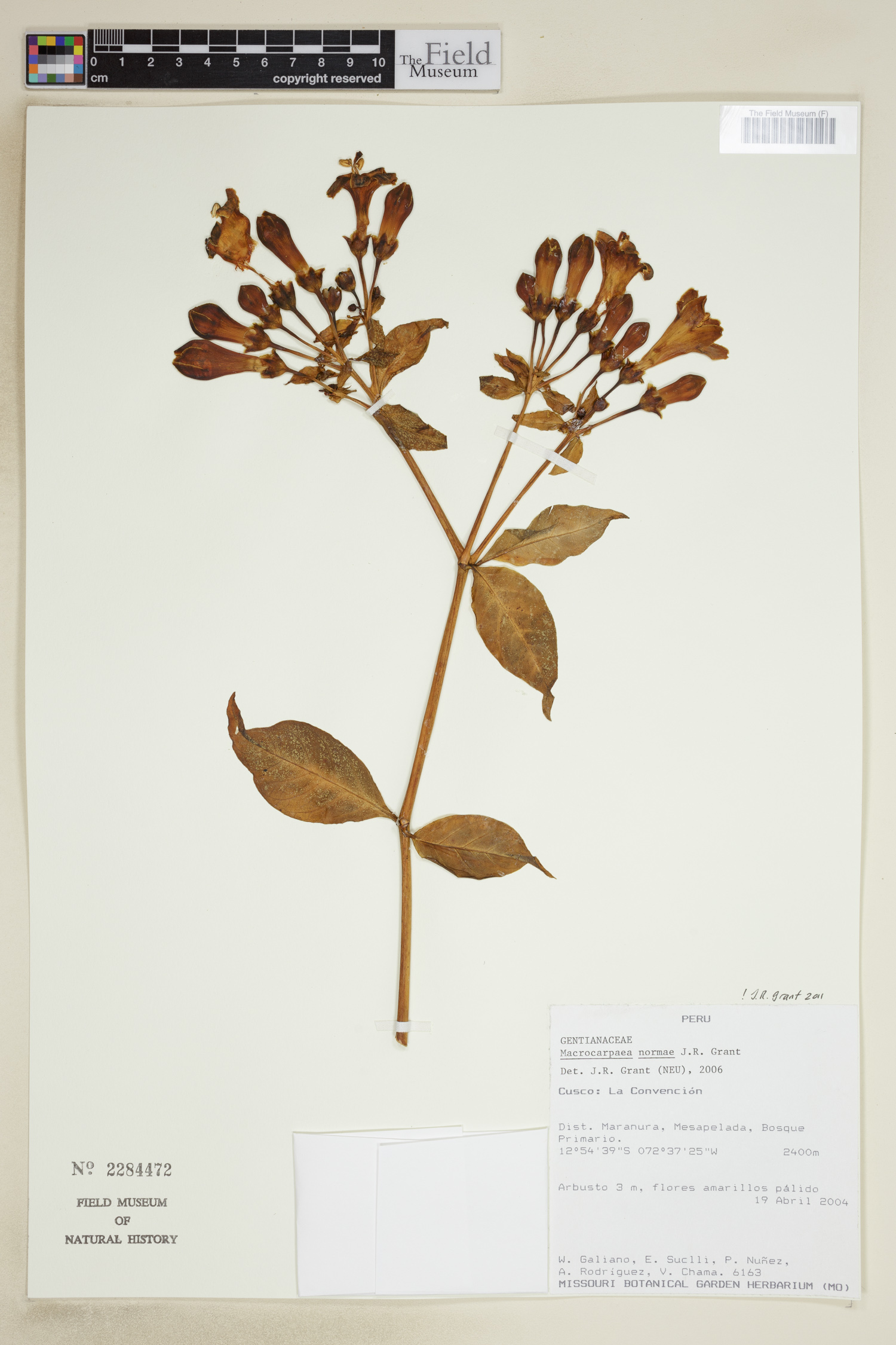 Macrocarpaea normae image