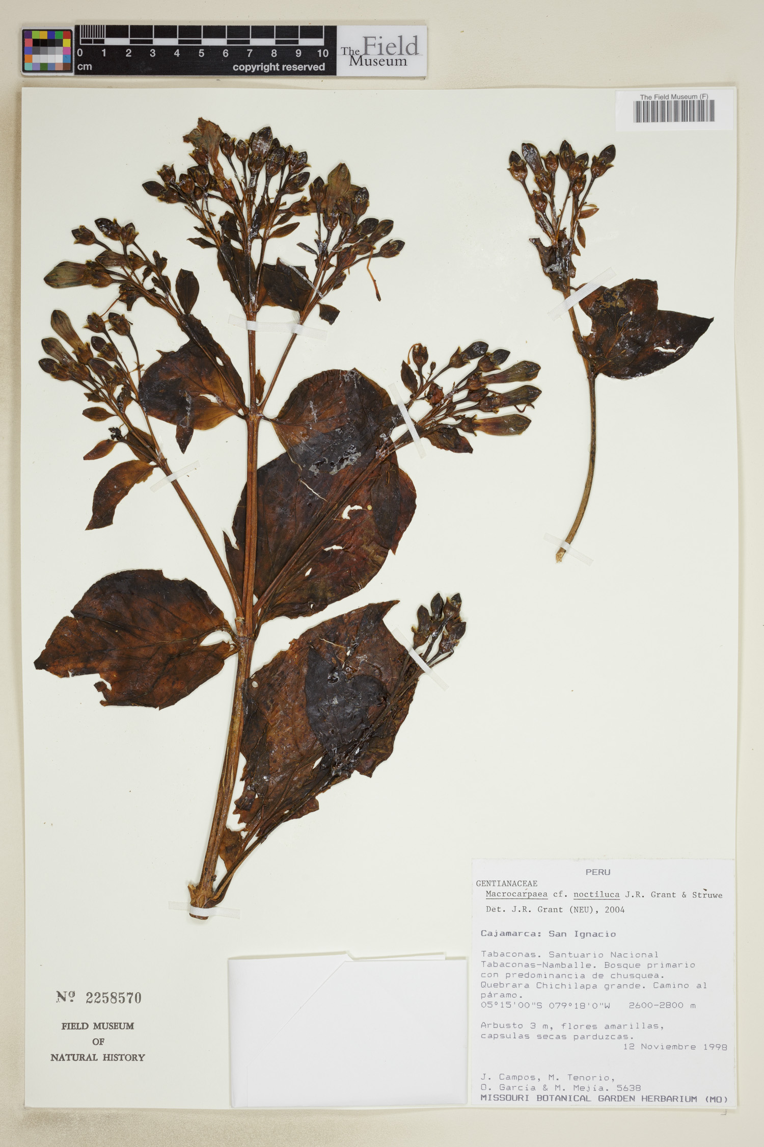 Macrocarpaea noctiluca image