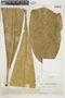 Potalia elegans image