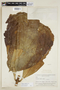 Potalia resinifera image