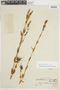 Schultesia australis image
