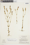 Schultesia gracilis image