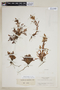Halenia insignis image