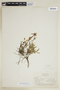 Halenia phyteumoides image