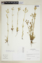 Halenia pinifolia image