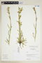 Halenia pinifolia image