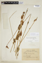 Irlbachia breviflora image