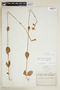 Irlbachia breviflora image