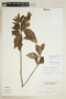 Symbolanthus anomalus image