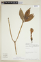 Symbolanthus alboarenicola image