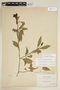 Symbolanthus australis image