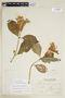 Symbolanthus brittonianus image