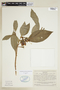 Symbolanthus elisabethae image